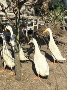 10+ Purebreed Indian Runner Duck  Eggs Colors like  Blue, Choc, Fawn&White