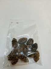 Real Pine Cones Natural Outdoor Crafts Small Qty 10