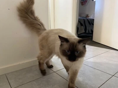 Redland Area Qld Cats Kittens Gumtree Australia Free Local Classifieds