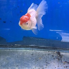 thai Oranda goldfish 5 Inches Live Fish