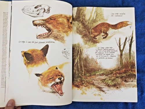 Rien Poortvliet - ANIMALI MIEI AMICI - Rizzoli 1980 (1° ediz.) - OTTIMO - Foto 4 di 6