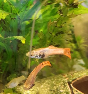 Détails Sur Poisson Guppy Male Rouge Ouet Jaune