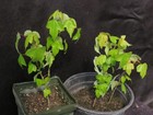 2 Trident Maple Trees Acer Buergerianum For Bonsai Or Yard Shade Tree 6-10" Tall