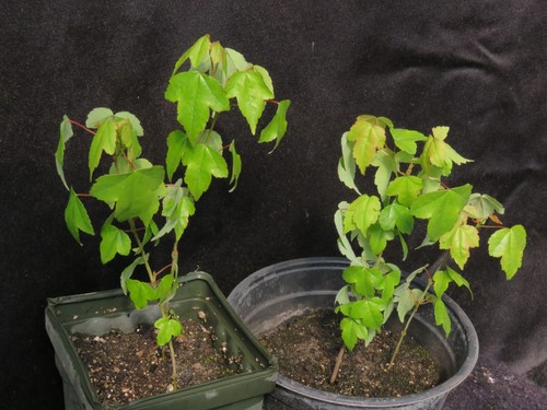 2 Trident Maple Trees Acer Buergerianum For Bonsai Or Yard Shade Tree 7-9" Tall