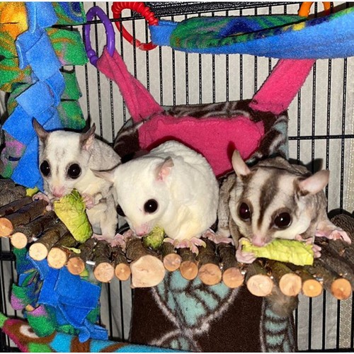 Flex Bridge (Small) - Small Animal Cage Accessory - Sugar Glider Degu Rat & More - Picture 4 of 8