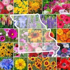 Wildflower MISSOURI State Flower Mix Perennials Annuals USA Non-GMO 1000 Seeds