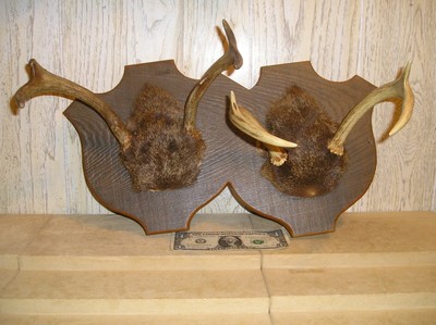 Buck Horn Deer Antler Hat Rack | eBay