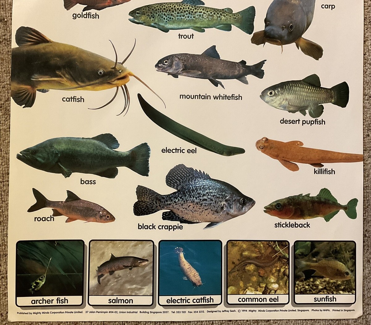 FRESHWATER FISH Poster Mighty Minds 1994 Singapore 20x30 | eBay