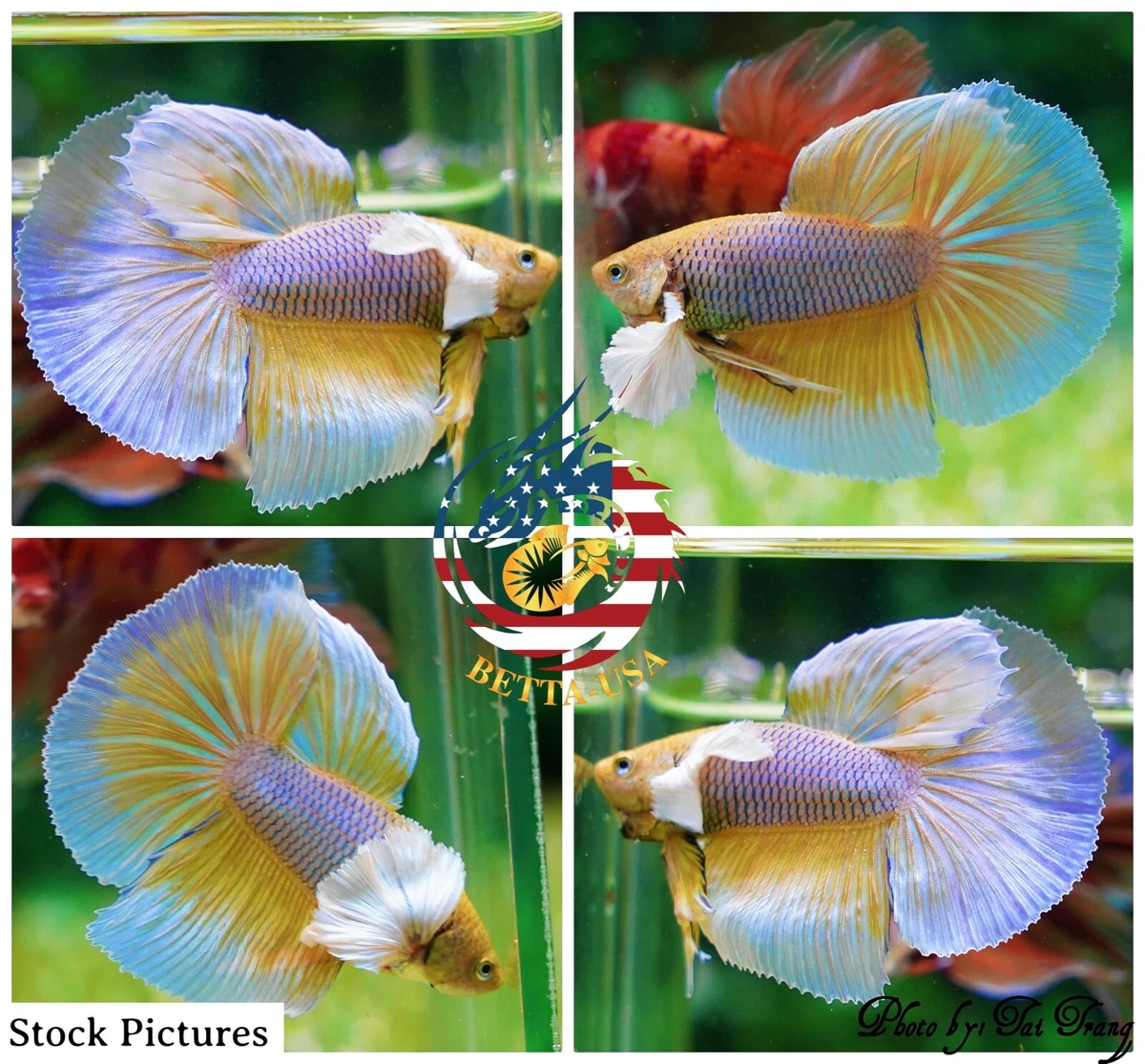 Pineapple betta cheap fish