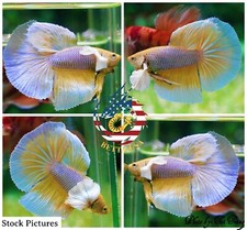 Live Betta Fish High Quality Halfmoon HM Male Yellow Pineapple Dumbo