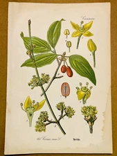 1886 ANTIQUE PICTURES LITHOGRAPH ART PRINT BOTANY FLOWER FLORA NATURE DECO PO...