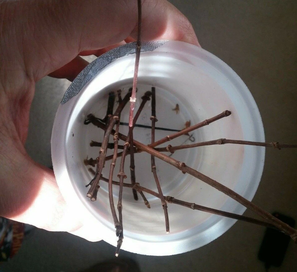 12+3free fresh unrooted cuttings stunning Vanilla Strawberry Hydrangea bush tree - Image 4 of 4