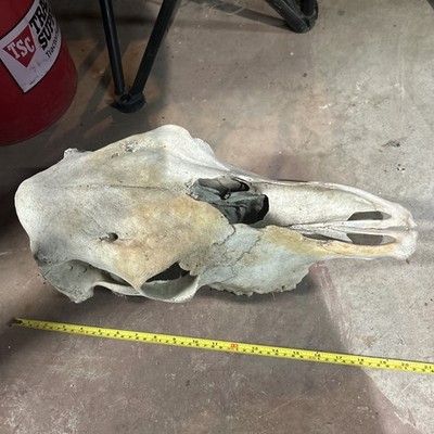 Cow Skull Sun Bleached Find (Llano County, TX.