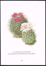 Vintage Mammillaria Strombocactus Cactus Flower Botanical Art Print