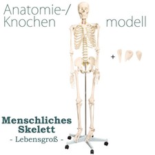 Menschliches Skelett Lebensgroß Knochen Anatomie inkl. Ständer MedMod