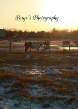 Digital image picture wallpaper horse standing in field photo by Paige