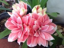 Rare Amaryllis Lily Flower Bulbs Double Imported for Home Pack of 2  SOFT PINK 