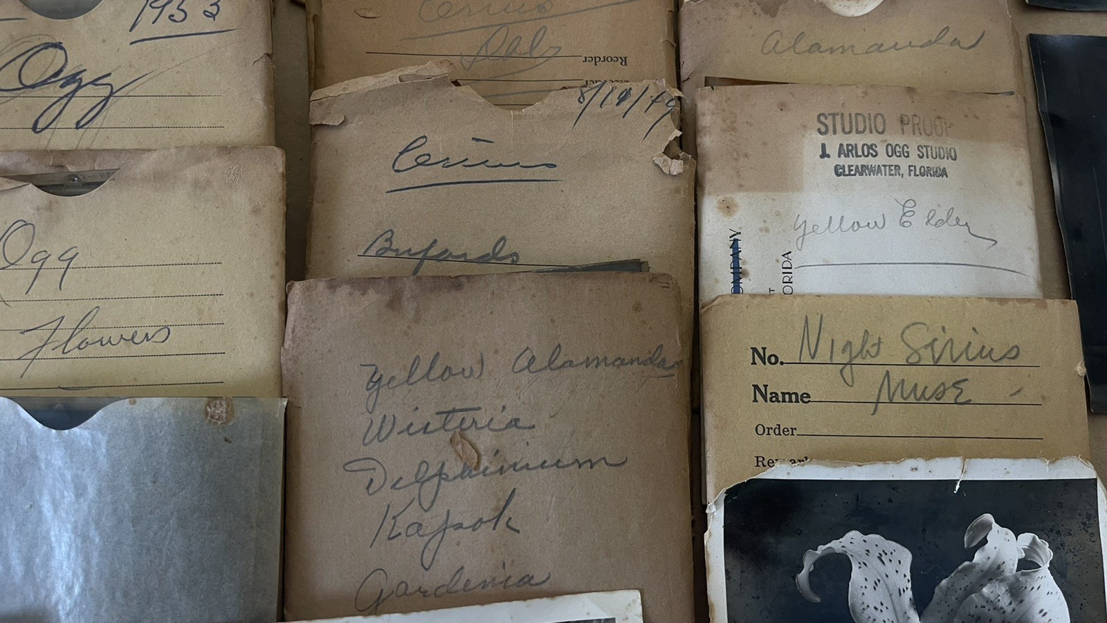 VTG Lot 4x5” Large Format 150+ B&W Photo Negatives Lot FLOWERS 1950s Damaged COA