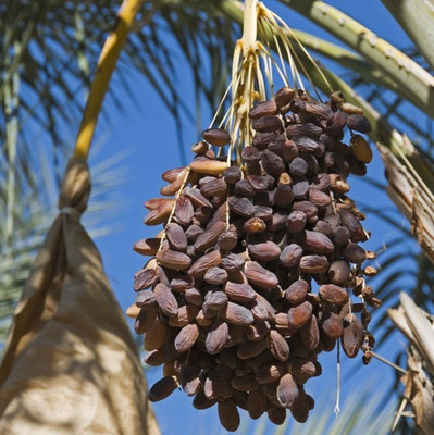 Dates Palm Seedss 35 pcs var. Ajwa (Phoenix dactylifera) Medina Ajwa