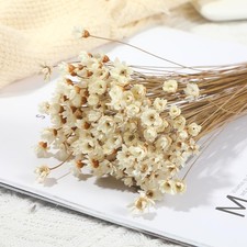 Dried Daisy Flowers Brazilian Small Star Mini Chamomile White Wedding Decor