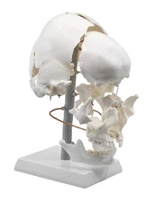 Beauchene Exploded Skull Model - 13 Parts - Life Size - Mounted on Articulated