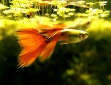 Platinum Red Fancy Guppy 2M/3F,..  Shipped UPS 2nd Day Air