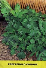 700 SEMI DI PREZZEMOLO COMUNE- PIANTA AROMATICA -PETROSELINUM CRISPUM+++++++++++