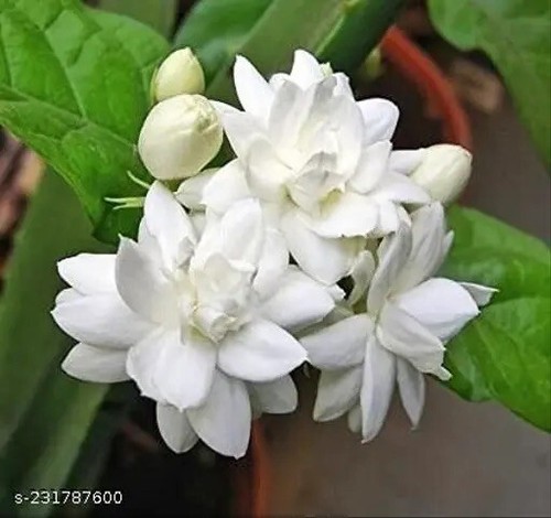 Double petals Jasmine/Jasminum Live Plant 1Gallon Pot 1-2Years Old