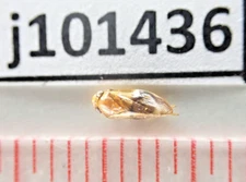 j101436. Insects, butterflies: Hemiptera sp. South Vietnam. Bao Loc