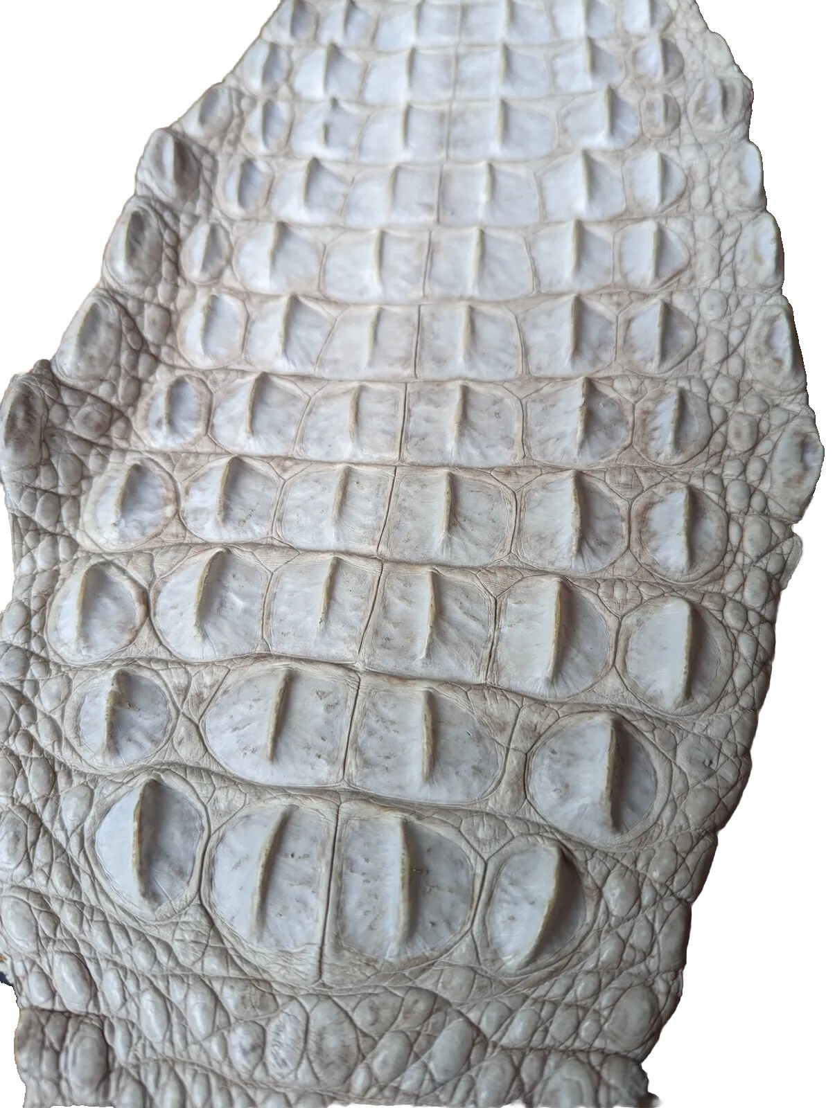 Correa de cuerno de cocodrilo del Himalaya ocultar cuero de cocodrilo suministros artesanales natural