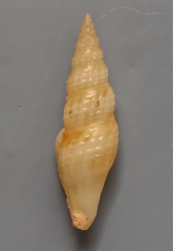 seashell Cytharopsis cf. cancelata 21mm F++ - Imagen 2 de 3