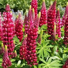 Red Russell Lupine Seeds, My Castle, Red Castle, Variety Sizes, FREE SHIPPING