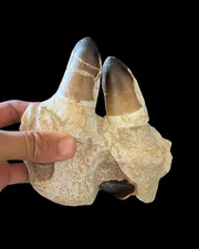 Dientes de curry prognatodon asociados, diente de Mosasaurus de Marruecos, diente fósil