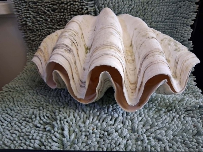 Giant Clam Shell matching pair Tridacna gigas 15x10x9
