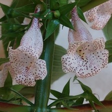 Sinningia gesnerifolia 'São Fidelis' - RAR