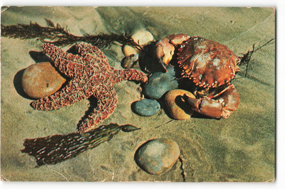 1964 California Sea Creatures VTG Postcard CG1.