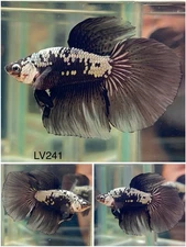 Male Betta Live Fish - Koi Black Samurai Halfmoon - LV241 - High Quality A+*
