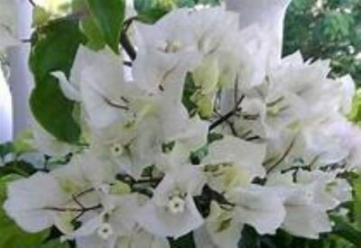 Bougainvillea 'new River Purple' Live Starter Tropical Plant - USA