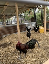 6 chicke hatching eggs chicken Black Mcrea