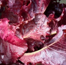Lettuce Seeds - High Yielding Heirloom Non-GMO, Free Shipping, Red Leaf Lettuce