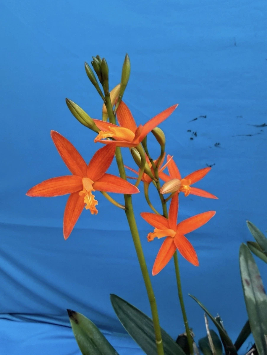 Cattleya Temperate Orchids for sale | eBay