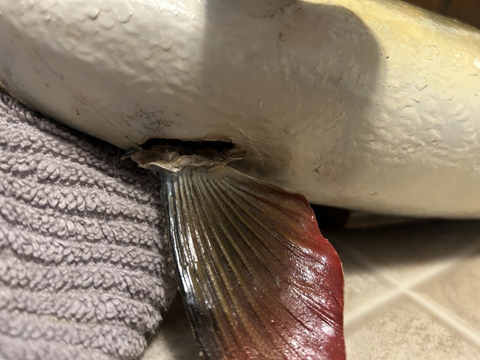 Muskie taxidermy mounts eBay