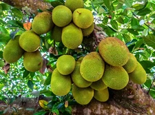 Photo Digital Product Wallpaper Image green Jackfruit Tree Background