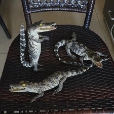 3 PCs real crocodile taxidermy specimen rare decor stuffed craft