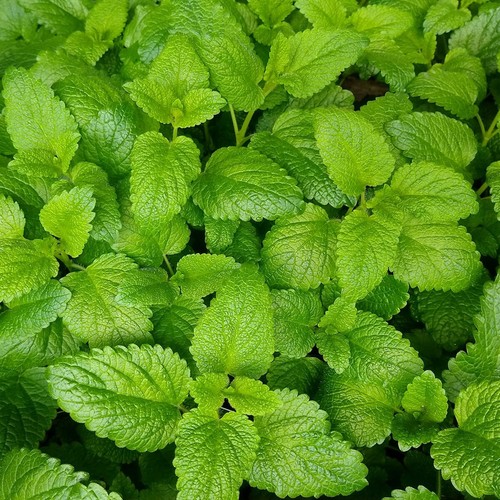 1 Oz Lemon Balm Herb Seeds - Everwilde Farms Mylar Seed Packet - Picture 3 of 3
