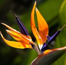 Bird of Paradise Orange Live Plant Garden Outdoor Indoor Best Gift