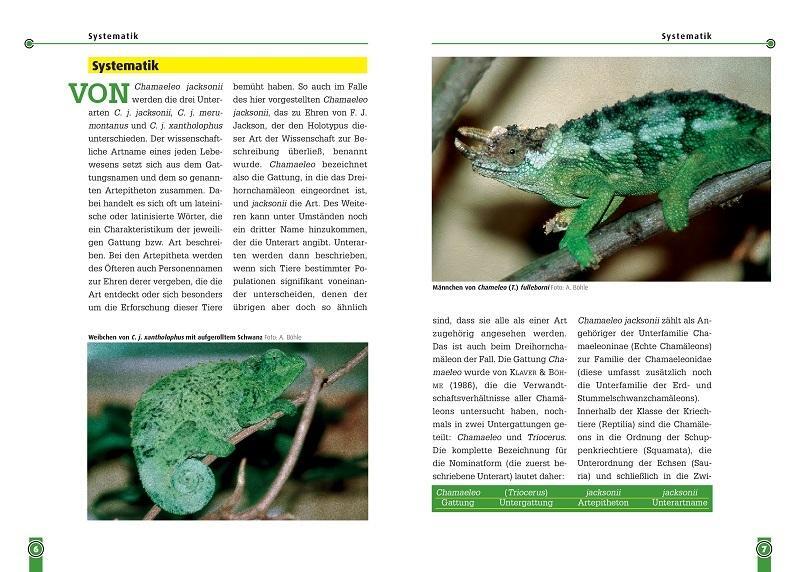 Thumbnail - Jacksons Dreihornchamäleon Andreas Böhle