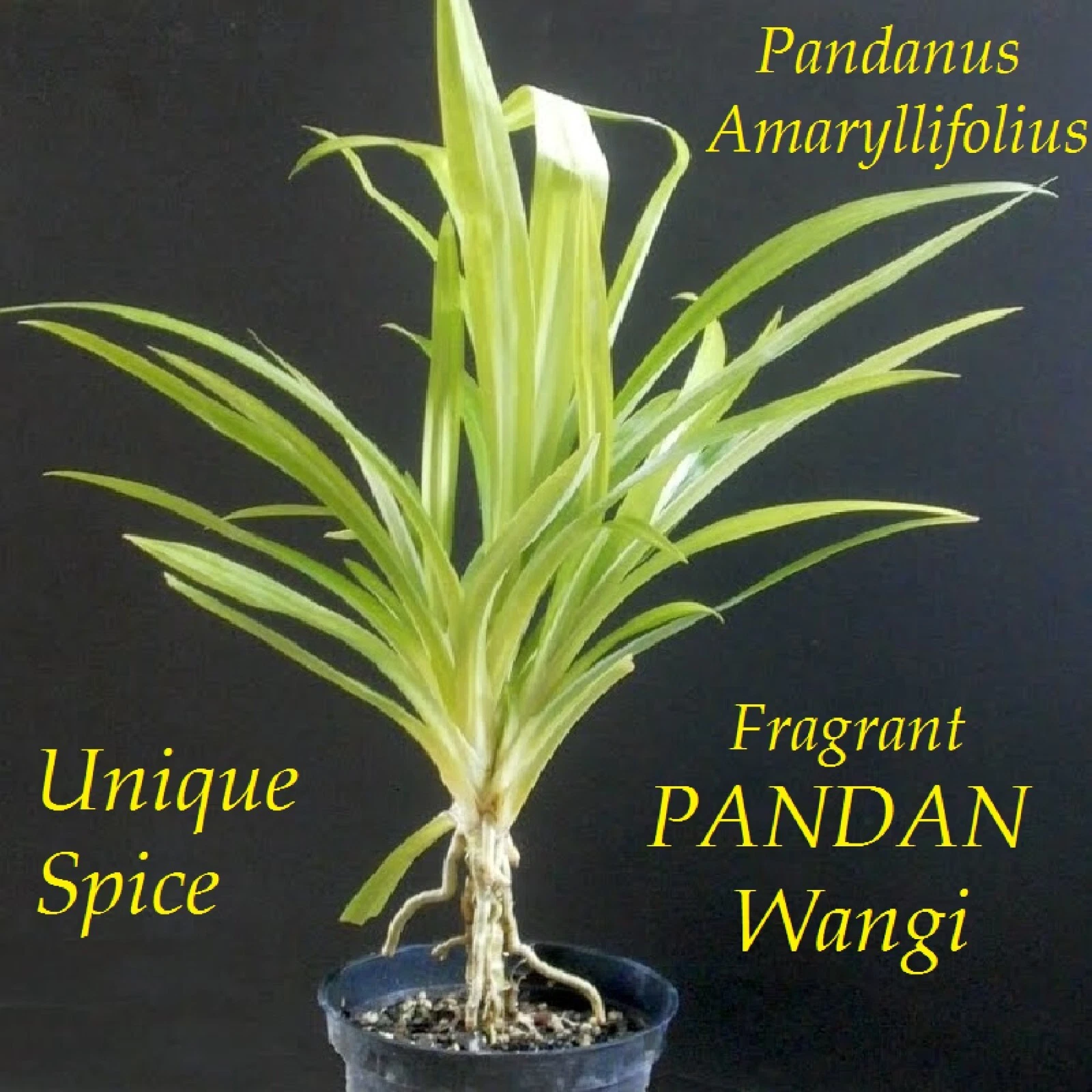 ~FRAGRANT PANDAN~ Pandanus Amaryllifolius UNIQUE SPICE rooted live Plant USA
Opens in a new window o