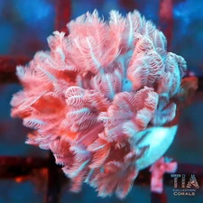 Red Sea Pulsing Xenia - NOT WYSIWG | Live Softies Coral | Aquacultured