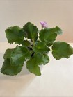 Kentucky Berry Bush, African Violet Plant, Semimini !! — photo 2